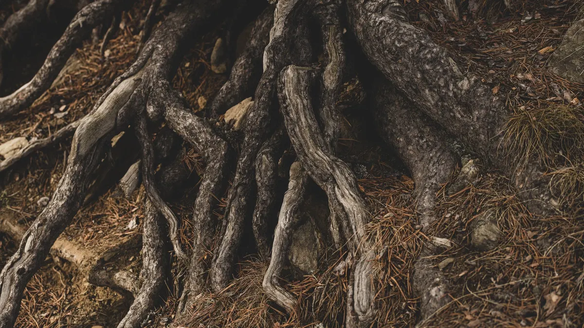 Tree roots spreading through soil, the main cause of sewer joint failure in Kansas City